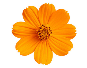 Obraz premium Top View of a Bright Orange Tithonia Flower with Yellow Center, Transparent PNG”