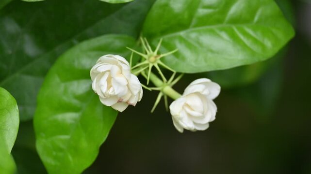 Jasminum sambac flower. The flower may be used as a fragrant ingredient in&nbsp;perfumes&nbsp;and&nbsp;jasmine tea. In India known as&nbsp;Mogra flower and beli flower. Its other names Arabian jasmine and Sambac jasmine.