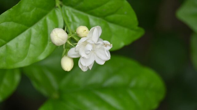 Jasminum sambac flower. The flower may be used as a fragrant ingredient in&nbsp;perfumes&nbsp;and&nbsp;jasmine tea. In India known as&nbsp;Mogra flower and beli flower. Its other names Arabian jasmine and Sambac jasmine.