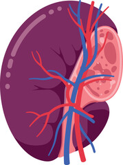 Kidney anatomy illustration renal artery vein