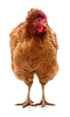 Brown hen isolated.