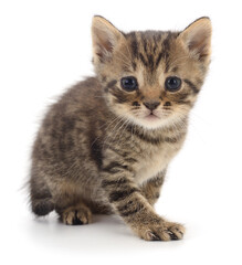 Fototapeta premium Kitten on white background.