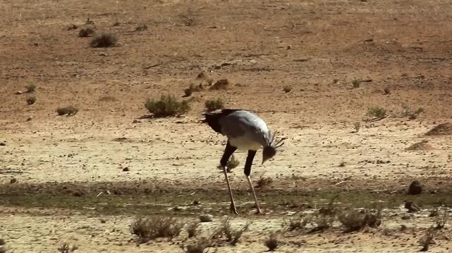 Secretary bird looking for food and eating in Kgalagadi transfrontier park, South Africa; specie Sagittarius serpentarius family of Sagittariidae