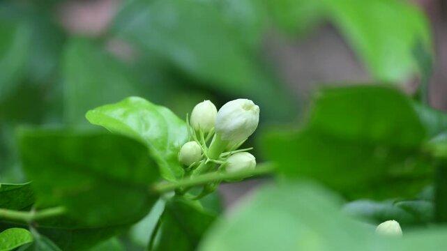Jasminum sambac flower. The flower may be used as a fragrant ingredient in&nbsp;perfumes&nbsp;and&nbsp;jasmine tea. In India known as&nbsp;Mogra flower and beli flower. Its other names Arabian jasmine and Sambac jasmine.