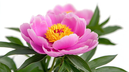 Beautiful pink peony flower with vibrant yellow center and lush green leaves, radiating freshness and elegance