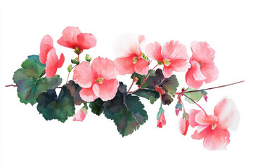 Watercolor botanical illustration of pink flowers with green leaves, showcasing delicate petals and vibrant colors