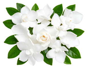 Obraz premium Top-Down Flat Lay of Scattered Gardenia Petals and Leaves in Decorative Pattern, isolated on transparent background