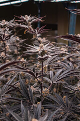 Obraz premium Cannabis, Weed, Marijuana plants growing in indoor farm