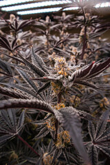 Cannabis, Weed, Marijuana plants growing in indoor farm