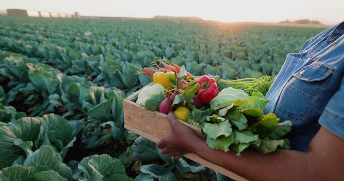 Cropped backlit view of a Black African female farmer holding a crate of beautiful fresh organic vegetables harvested on a farm at sunset