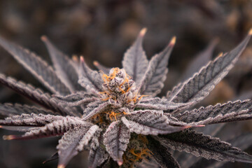Cannabis, Weed, Marijuana plants growing in indoor farm