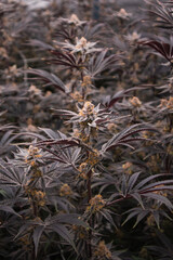 Obraz premium Cannabis, Weed, Marijuana plants growing in indoor farm