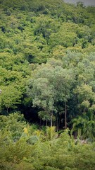 mountain landscape with trees