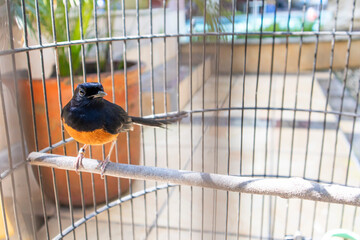 The White-rumped Shama or shama or magpie-robin. The white-rumped shama (Copsychus malabaricus) is...