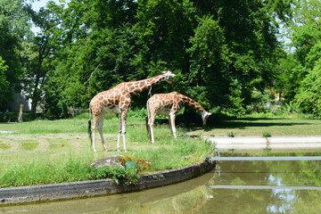 Giraffen