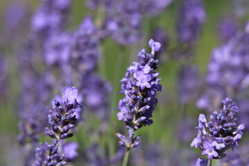 Lavendelblüte