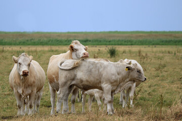 Färsen und Bullenkalb auf der Weide