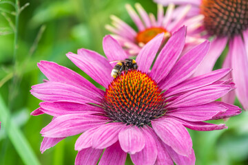 A closeup shot of a bee collecting pollen on a purple echinacea flower