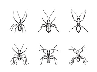 Walking stick bug outline drawing