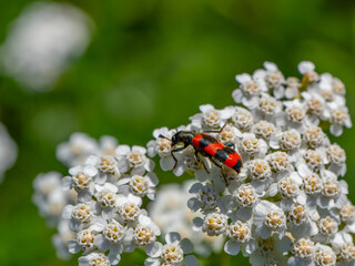Red-and-black beetle on white flowers in summer sunlight. Macro of an insect on wild blooming...