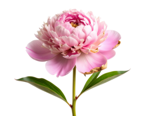 Wilted Peony Flower with Fading Petals and Curved Stem, isolated on transparent background