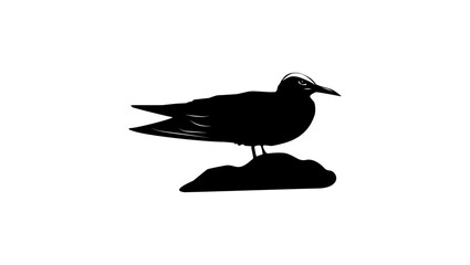 Brown Noddy bird, black isolated silhouette