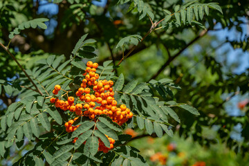 Close-up of ripe orange rowan berries (Sorbus aucuparia) hanging on tree branches with green...