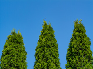 Three green thuja trees against a clear blue sky. A minimalist nature composition with vibrant...