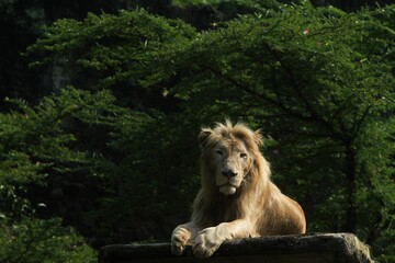 a male lion sits quietly on the floor in the morning