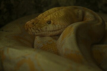 close up of a resting albino python