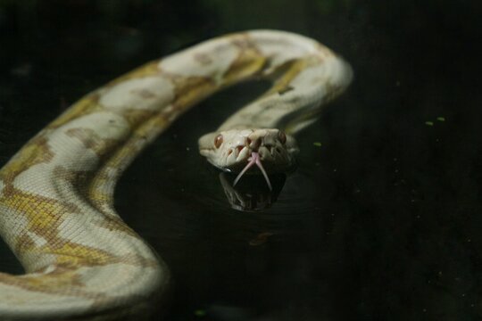Python Reticulatus Lucy