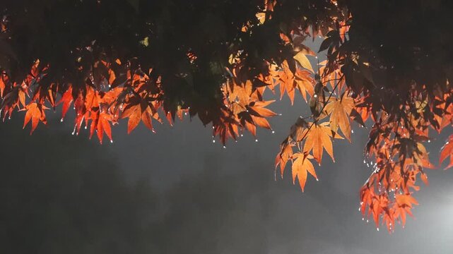비 내리는 가을 밤, 단풍잎 위로 떨어지는 빗방울ㅣ감성적인 시네마틱 디테일 샷 Rain Falling on Autumn Leaves at Night | Cinematic Close-up of Rainy Night Mood