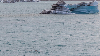 Schwimmende  Robbe Diamond Beach in Island /  der Gletscherlagune 