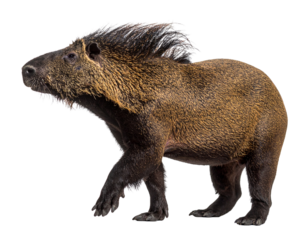 Komondor Shaking Head Mid-Motion, Flying Dreadlocks, Action Shot, Transparent PNG