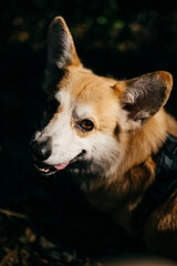 Corgi with tongue out and alert ears in partial light smiling slightly while sitting in forest