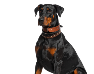 Doberman Pinscher in Guard Stance, Cropped Ears, Full Side View, Transparent Background 