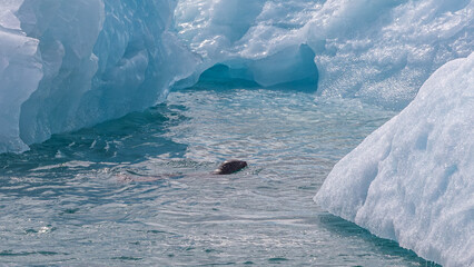  Schwimmende  Robbe Diamond Beach in Island /  der Gletscherlagune 