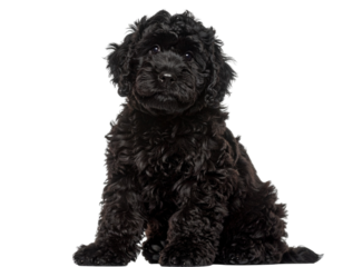 Fluffy Black Russian Terrier Puppy Sitting with Tilted Head, Front View, Cute Expression, PNG Transparent