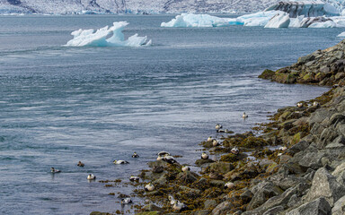 Eiderente Diamond Beach in Island / der Gletscherlagune