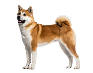 Alert Akita Dog Standing in Profile, Ears Perked, Side View, Isolated on Transparent Background