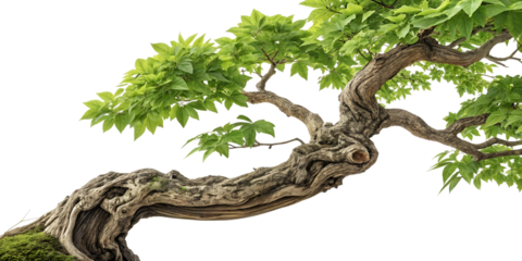 Ancient gnarled bonsai tree with vibrant green leaves isolated on transparent background