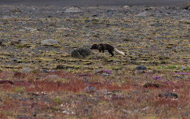 Arctic fox in the volcanic landscape of Iceland