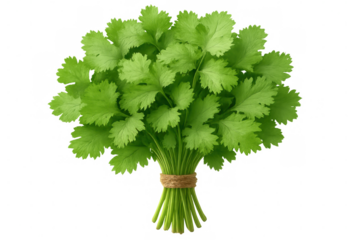 Freshly picked coriander bunch tied with rope, isolated on transparent background, ready to add flavor to culinary creations