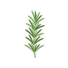 Fototapeta premium Illustration of Rosemary Sprig