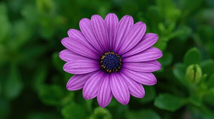 Close-up of a vibrant purple flower.