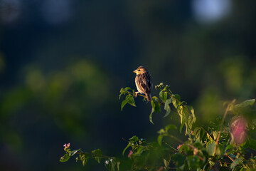 A vibrant small Baya weaver  perched on a fresh green plant against a blurred natural background.