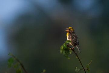 A vibrant small Baya weaver singing while  perched on a fresh green plant against a blurred natural background.