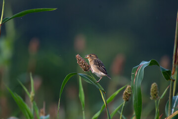 Close up of a Baya weaver bird perched on a sorghum seed head, surrounded by green leaves with  a soft, dark background.