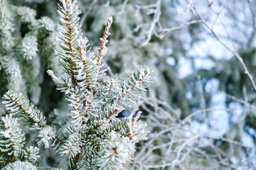 Spruce tree branches covered with white hoarfrost closeup. Frozen plant side view. Winter season. Forest details. Beauty in nature. Frosty sunny weather day. Atmospheric mood. New Year holiday symbol