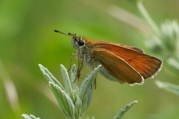 Closeup on a European Essex skipper butterfly, Thymelicus lineola